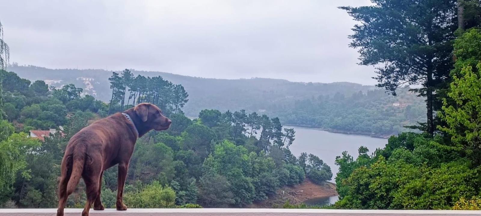 Quinta Do Troviscal Villa Castelo do Bode Eksteriør bilde